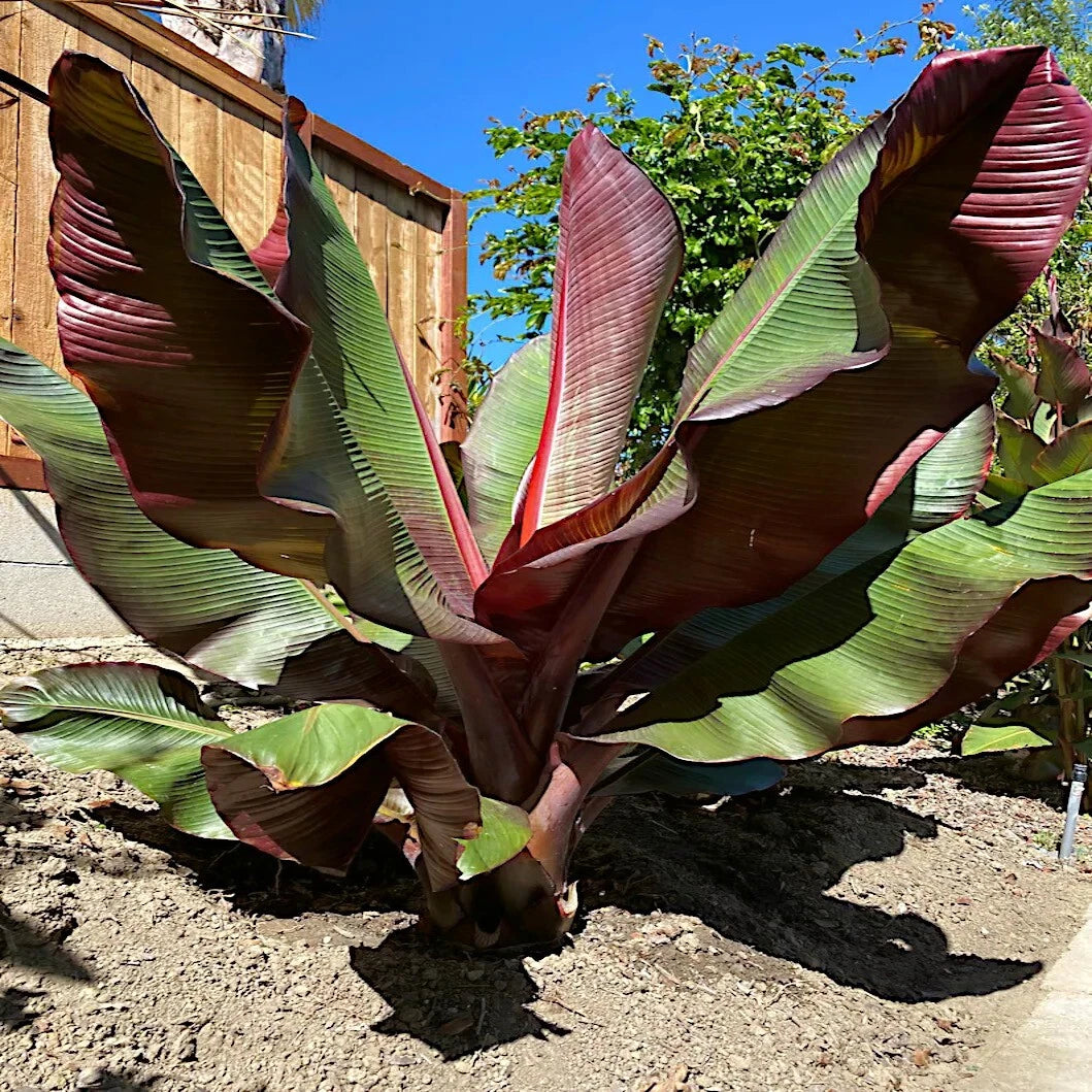Large Red Abyssinian banana plant with purple and green leaves in a garden setting.