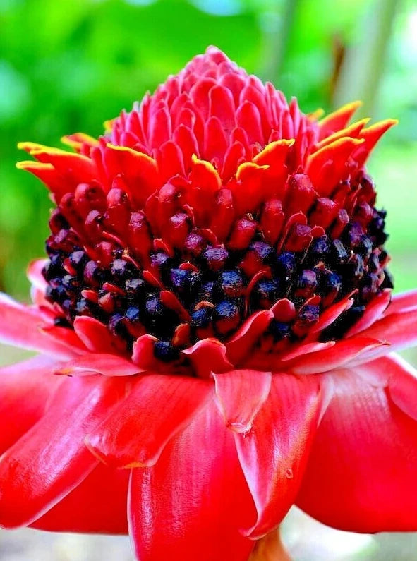 Close up of Red torch ginger flower in full bloom. Etlingera elatior