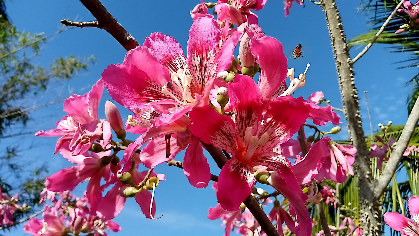 Pink flowers with a clear blue sky in the background. Rose Cassia, (Cassia roxburghii)