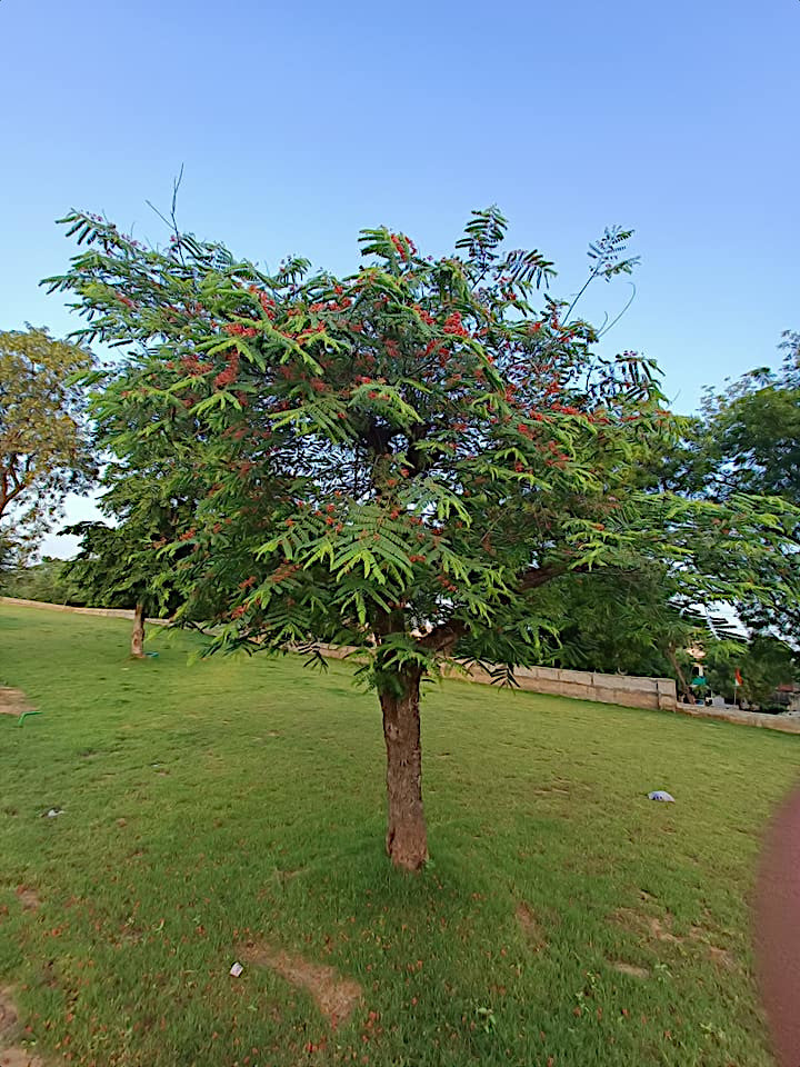 Red Shower tree with green leaves and red flowers in a grassy area with a clear blue sky. (Cassia roxburghii)