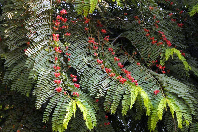 Rose Cassia Tree with green leaves and red shower flowers on a tree. (Cassia roxburghii)