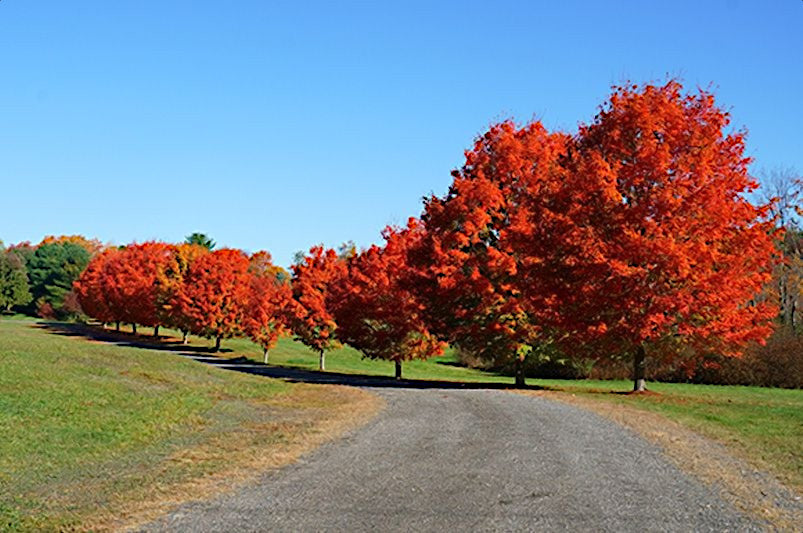 Row of Red Sunset Maple trees with vibrant red foliage on a clear day