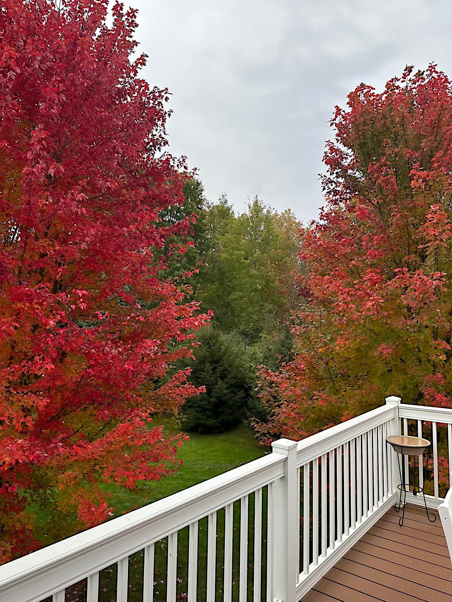 Autumn view from a deck with red sunset maple trees and a white railing.