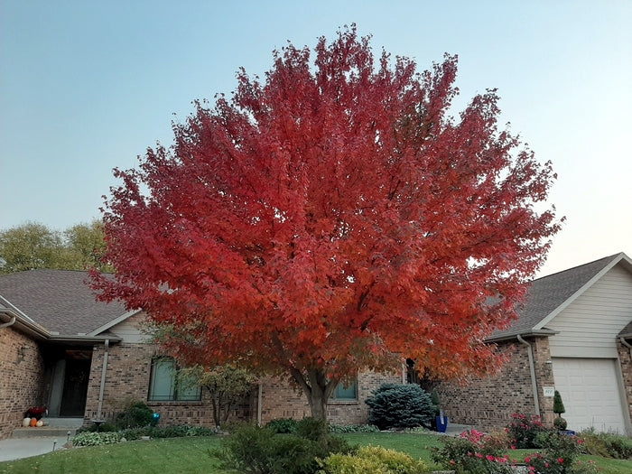 Red Sunset Maple Tree with red leaves in front of a house