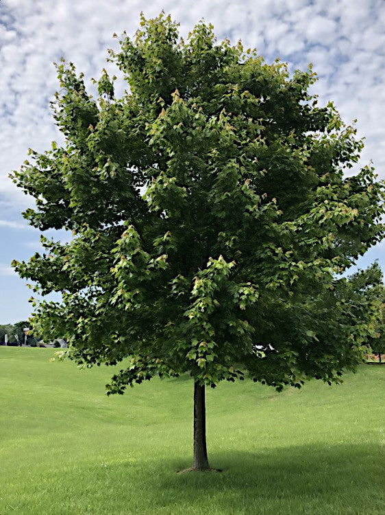 Lime green Red Sunset Maple tree on a grassy field with a blue sky background