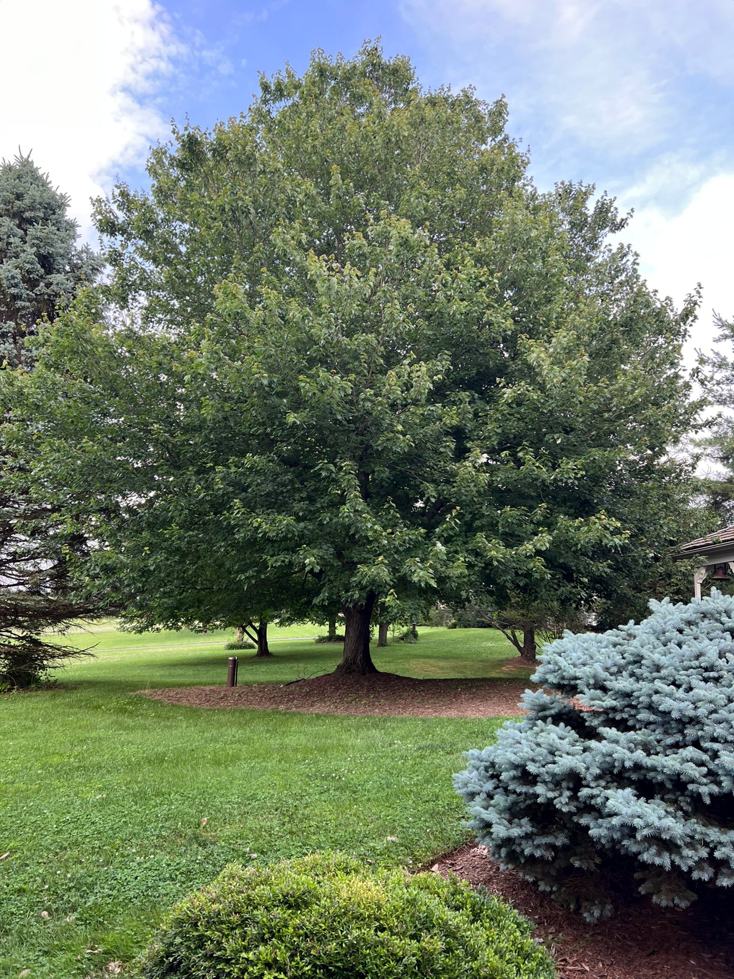 Large Red Sunset Maple tree in a park with green grass and blue sky. (Acer rubrum)