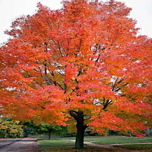Red Sunset Maple Tree with vibrant red and orange autumn foliage in a park setting. (Acer rubrum)