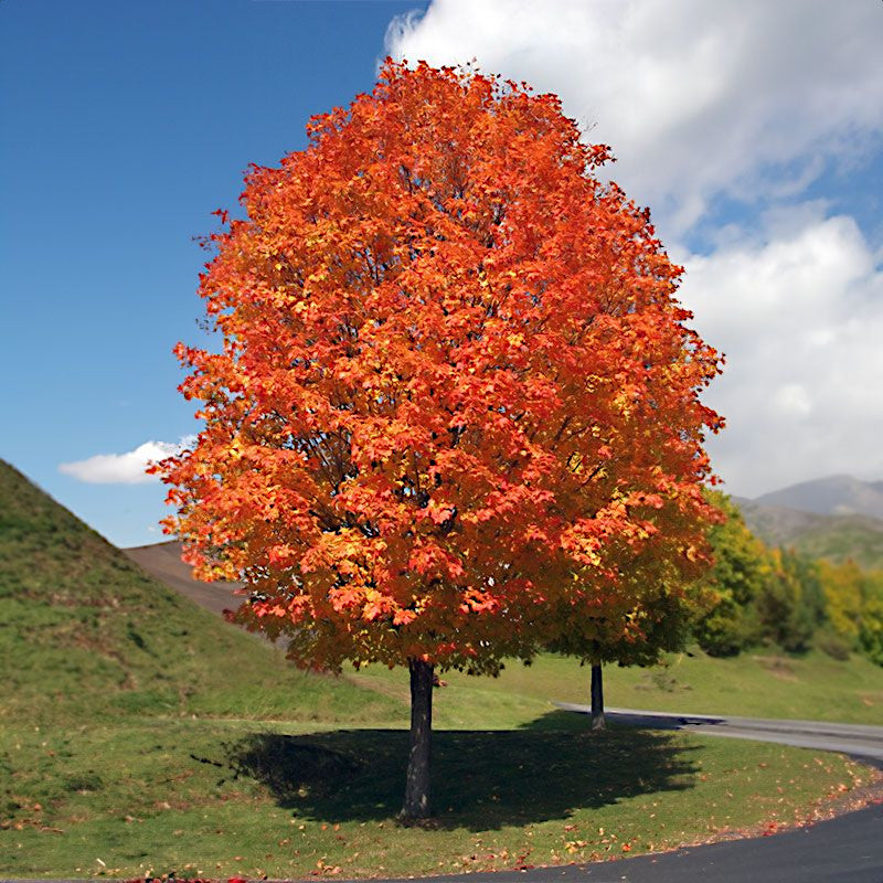 Autumn Red Sunset Maple tree with vibrant orange leaves on a grassy hillside with a clear blue sky.