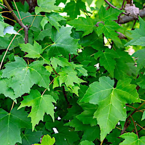 Close-up of green Red sunset maple leaves with a blurred background. (Acer rubrum)