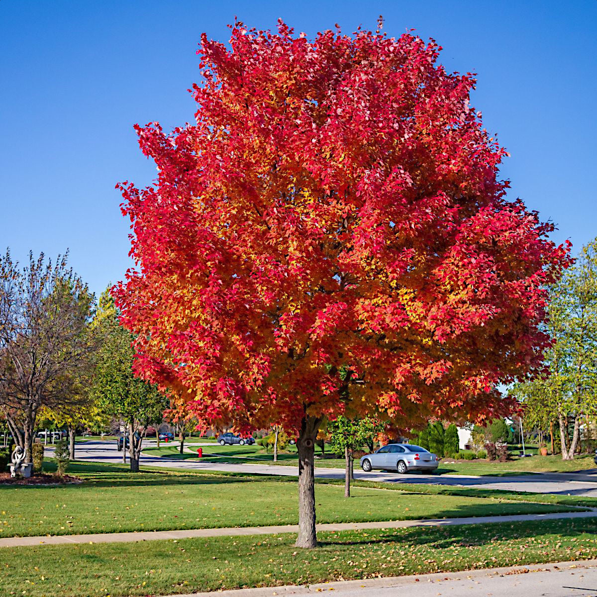 Red Sunset Maple Tree with vibrant red and orange leaves in a park setting. (Acer rubrum)