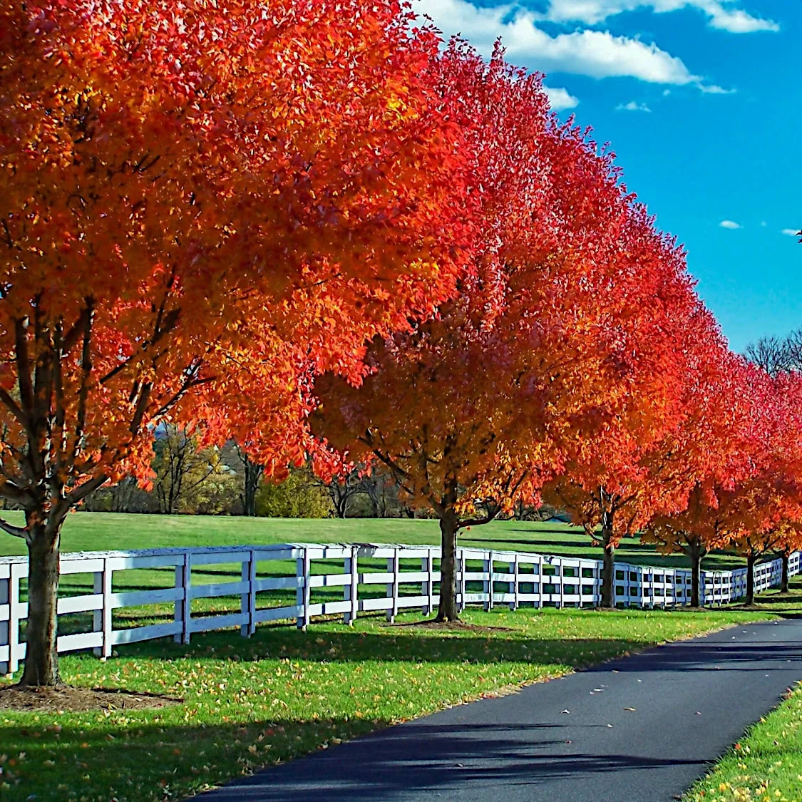 Autumn Red Sunset maple trees with vibrant red and orange leaves along a white fence and paved road. (Acer rubrum)