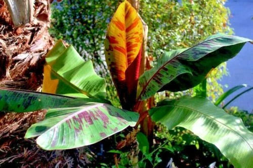 Tropical Red Tiger banana tree plant with large green leaves and a red and yellow central bloom.
