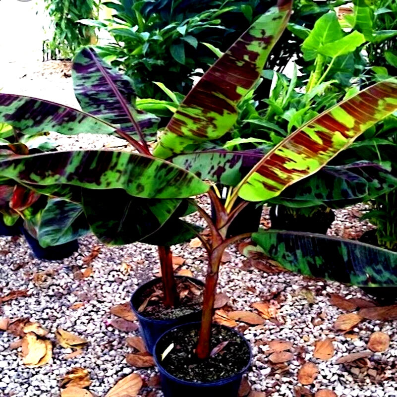 Potted Red Tiger banana tree plant with large green leaves in a garden setting