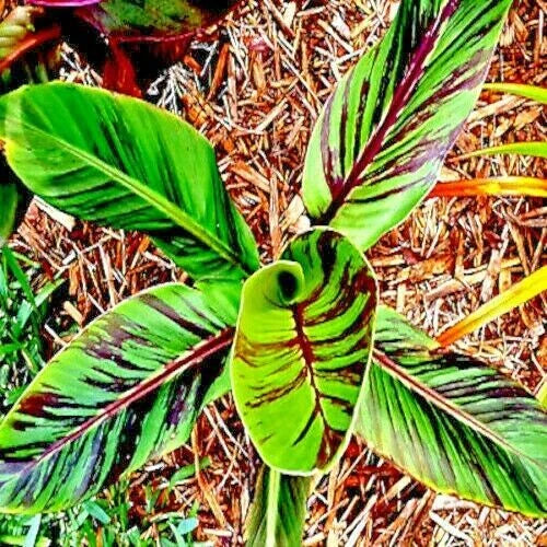Close-up of Red Tiger banana tree green leaves with red veins against a natural background