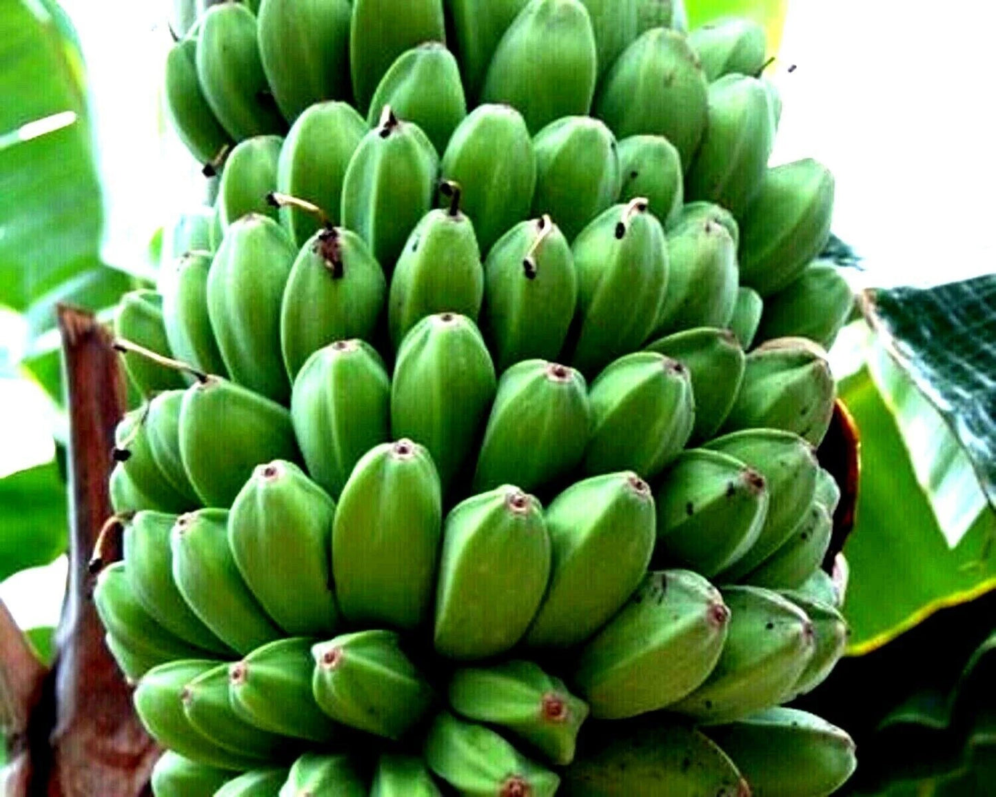 Bunch of green bananas on a tree with leaves in the background