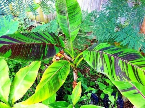Close-up of a Red Tiger banana tree plant with large green leaves in a natural setting.