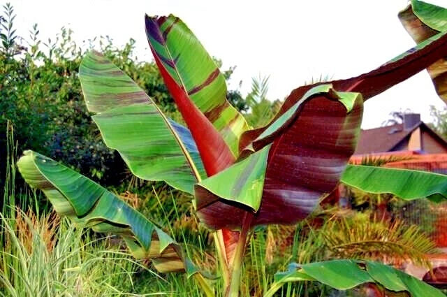 Large Red Tiger banana tree plant with vibrant green and red leaves in a garden setting.