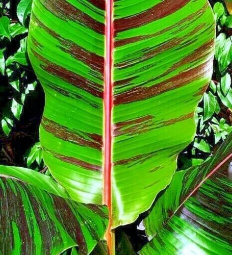 Close-up of a large green Red Tiger banana tree leaf with brown veins against a blurred natural background