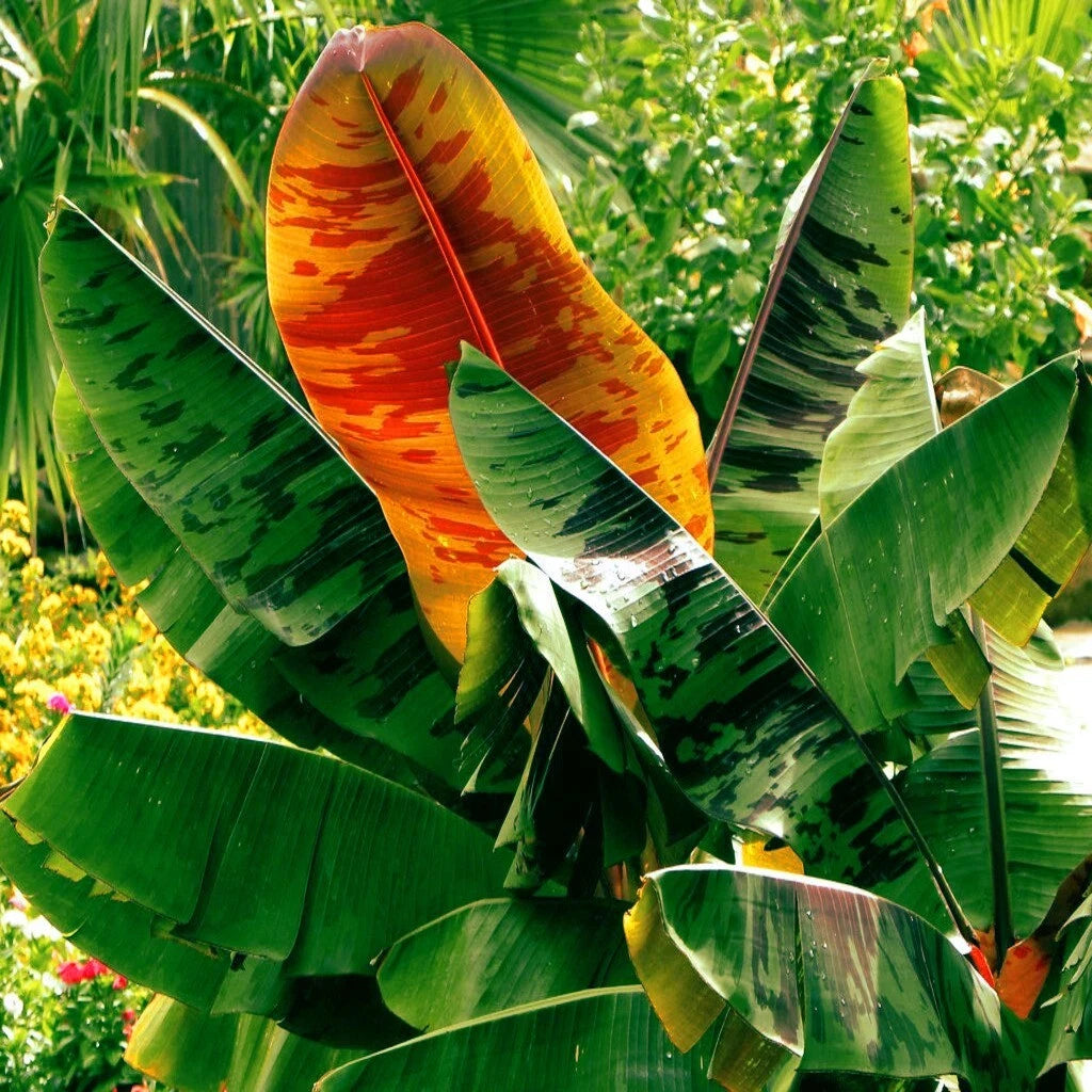 Close-up of a tropical Red Tiger banana tree plant with large green and orange leaves.