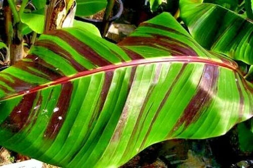 Close-up of a large green Red Tiger banana tree leaf with red veins