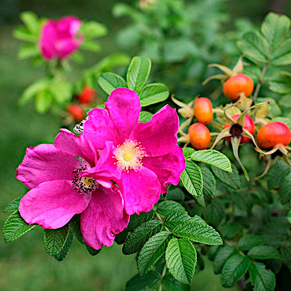 Close-up of a pink rugosa rose flower with green leaves and red fruits in the background