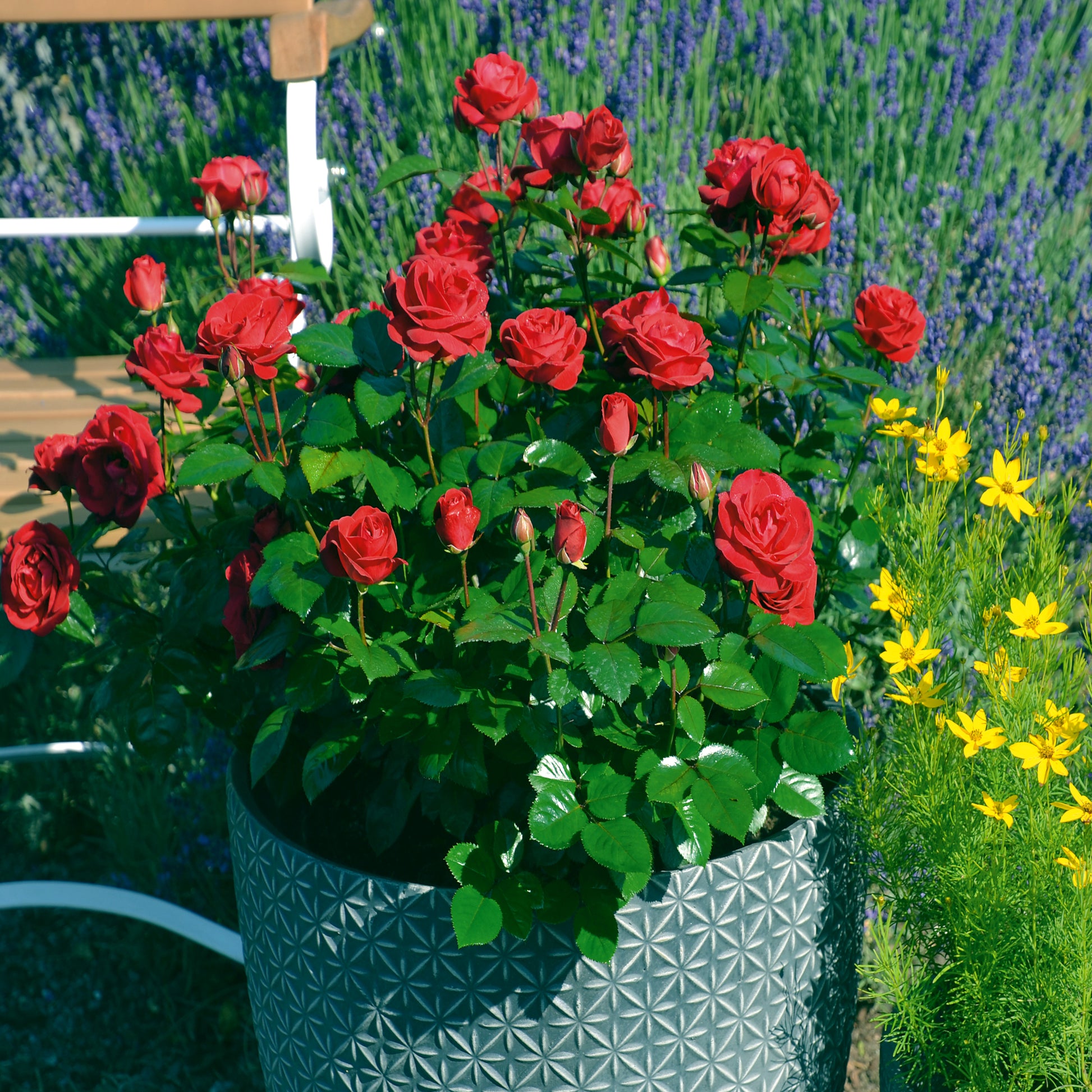 Potted red rugosa rose plant with red roses and green leaves in a garden setting with lavender and yellow flowers.