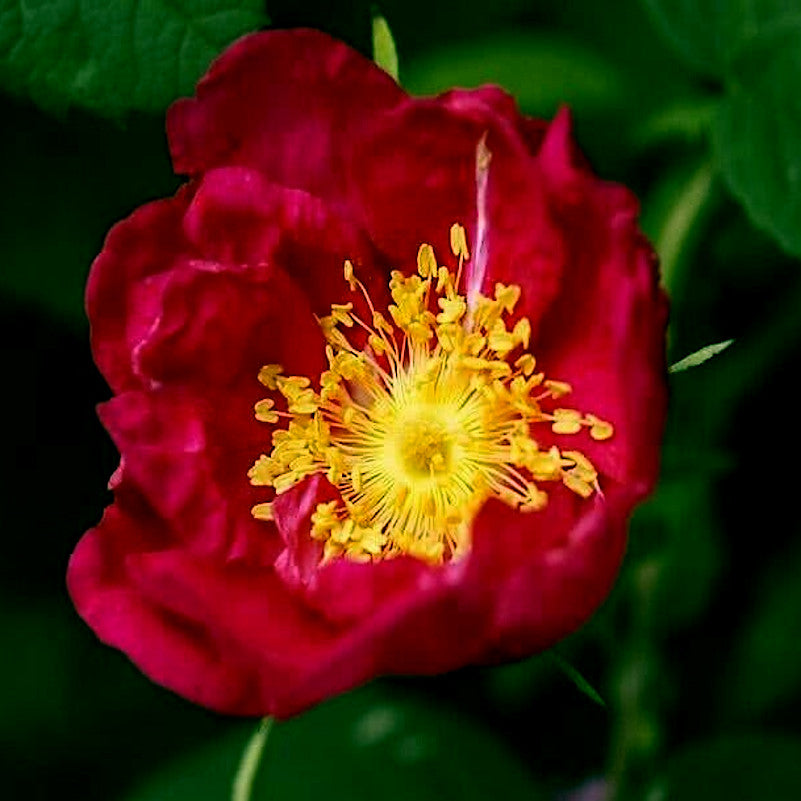 Close-up of a red rugosa rose flower with yellow center on a dark background