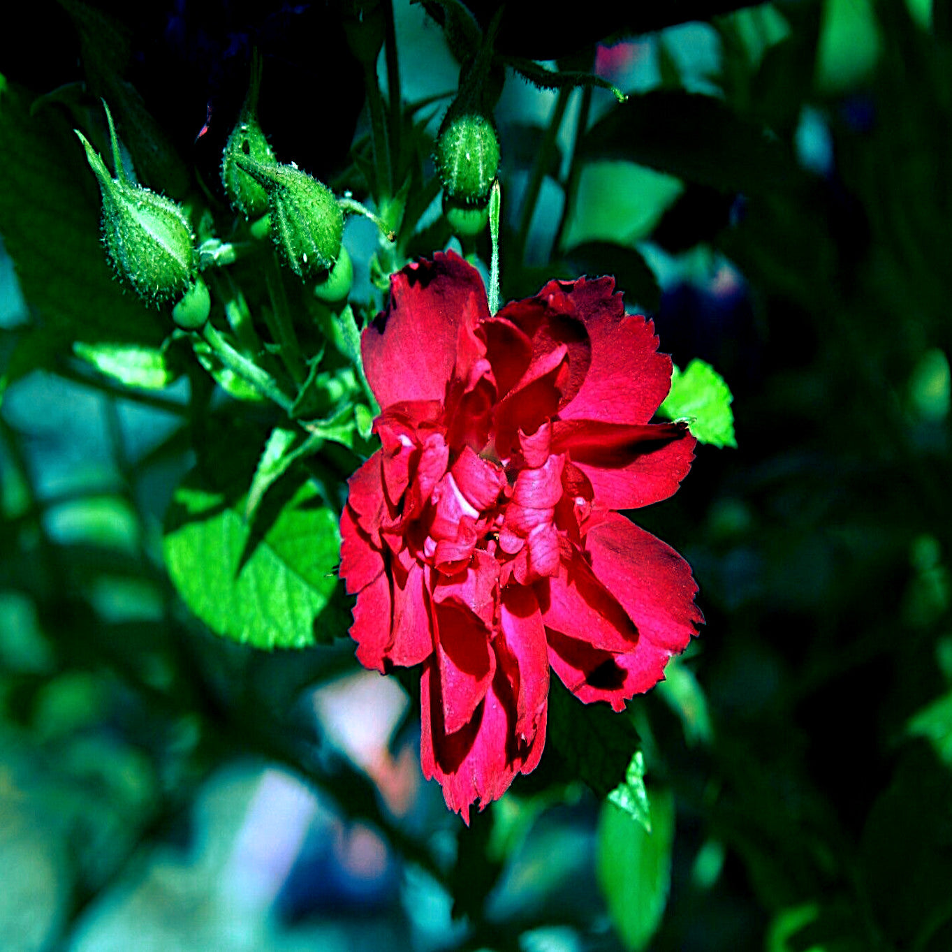 Close-up of a vibrant red rugosa rose flower with green buds and leaves in the background