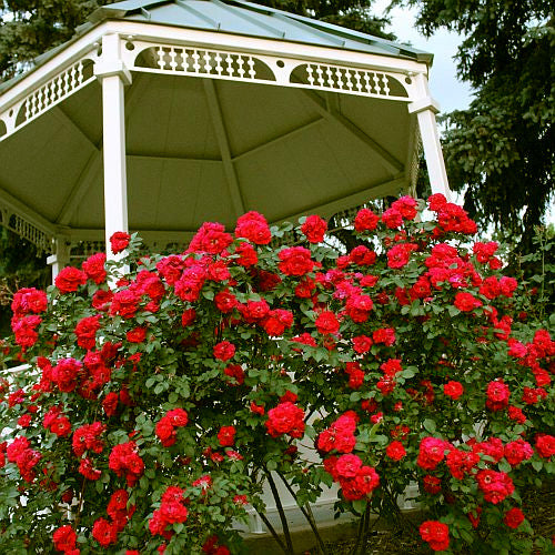 Red rugosa roses (Rosa rugosa rubra)  in front of a white gazebo with greenery in the background