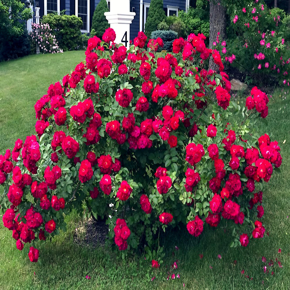 Red rugosa rose bush with red flowers in a garden setting