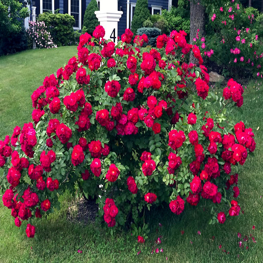 Red rugosa rose bush with red flowers in a garden setting