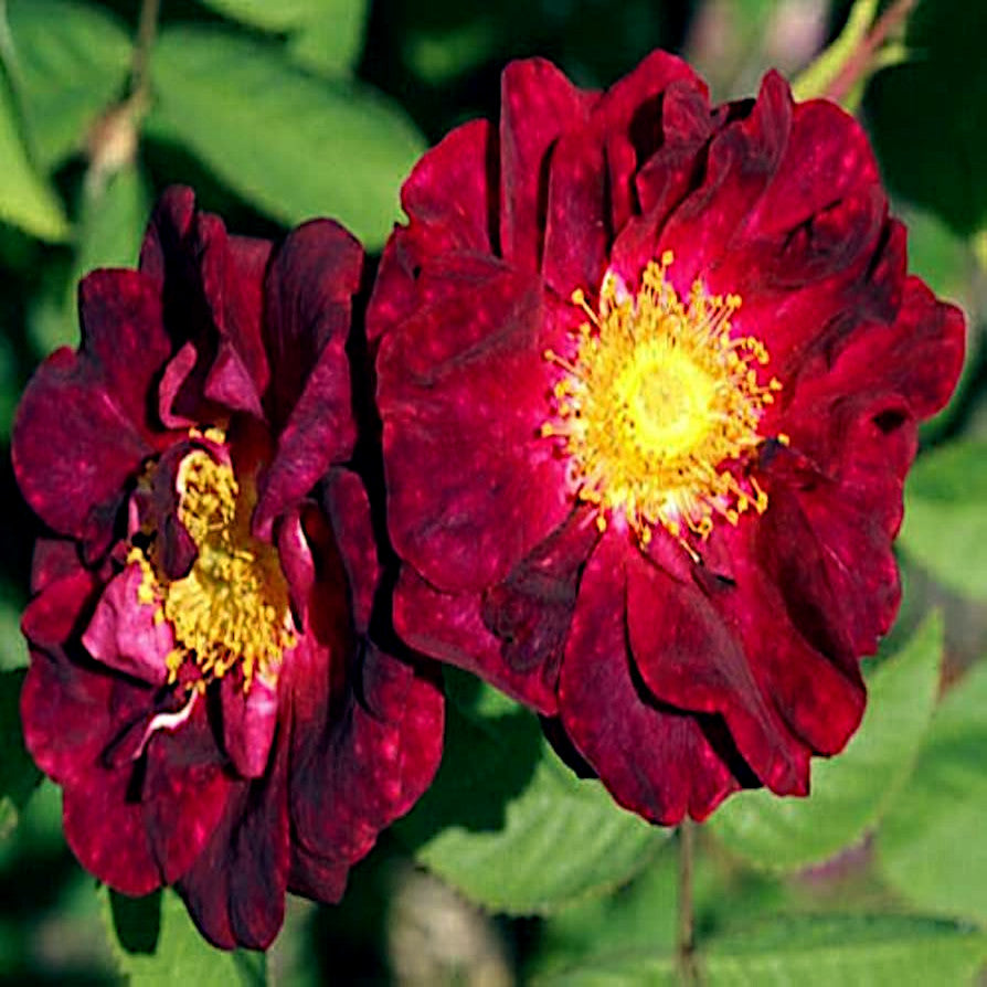 Two deep red rugosa rose flowers with yellow centers on a green leafy background