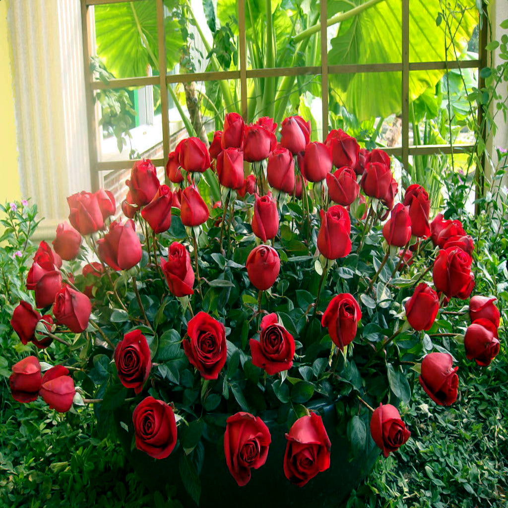 Bouquet of red rugosa roses with green leaves in a greenhouse setting