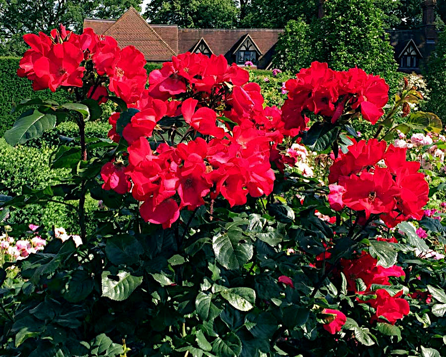Red rugosa rose plant with bright red flowers in a garden setting