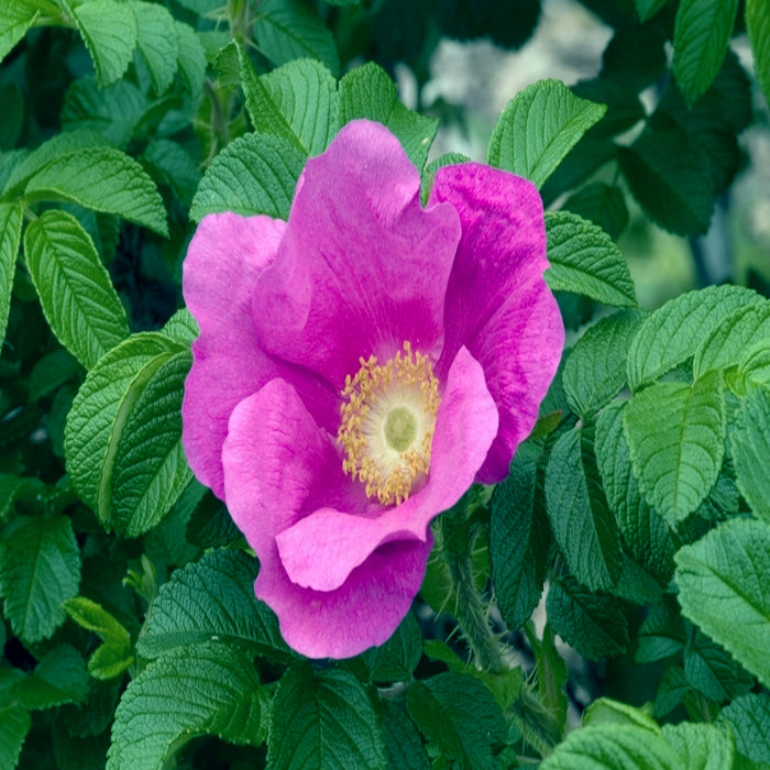 Rugosa rose flower with green leaves in the background