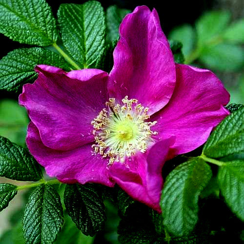 Close-up of a vibrant pink rugosa rose flower with green leaves