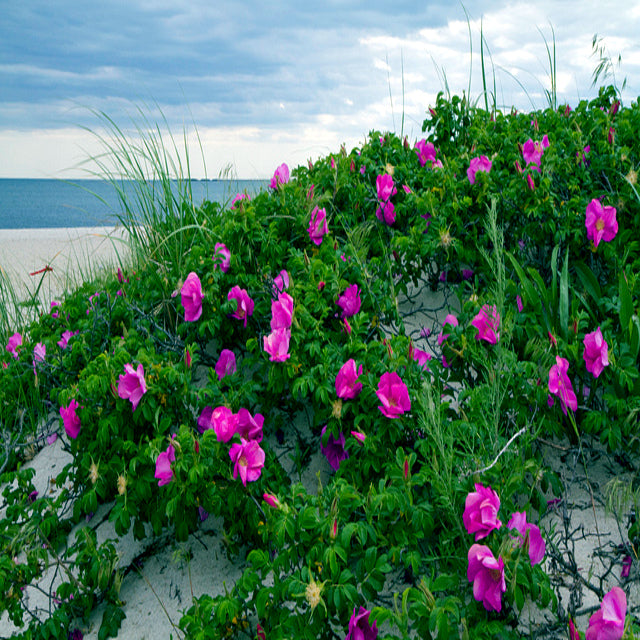 Pink rugosa rose flowers on a sandy beach with ocean and sky in the background