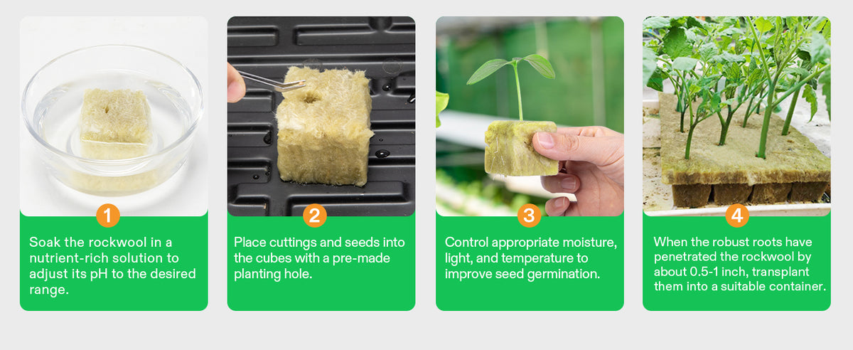 Four-step instructional graphic showing how to plant rockwool cube seedlings: soaking the rockwool in a nutrient solution, placing cuttings and seeds into a cube with a pre-made planting hole, controlling moisture, light, and temperature for seed germination, and finally transplanting the robust roots into a suitable container.