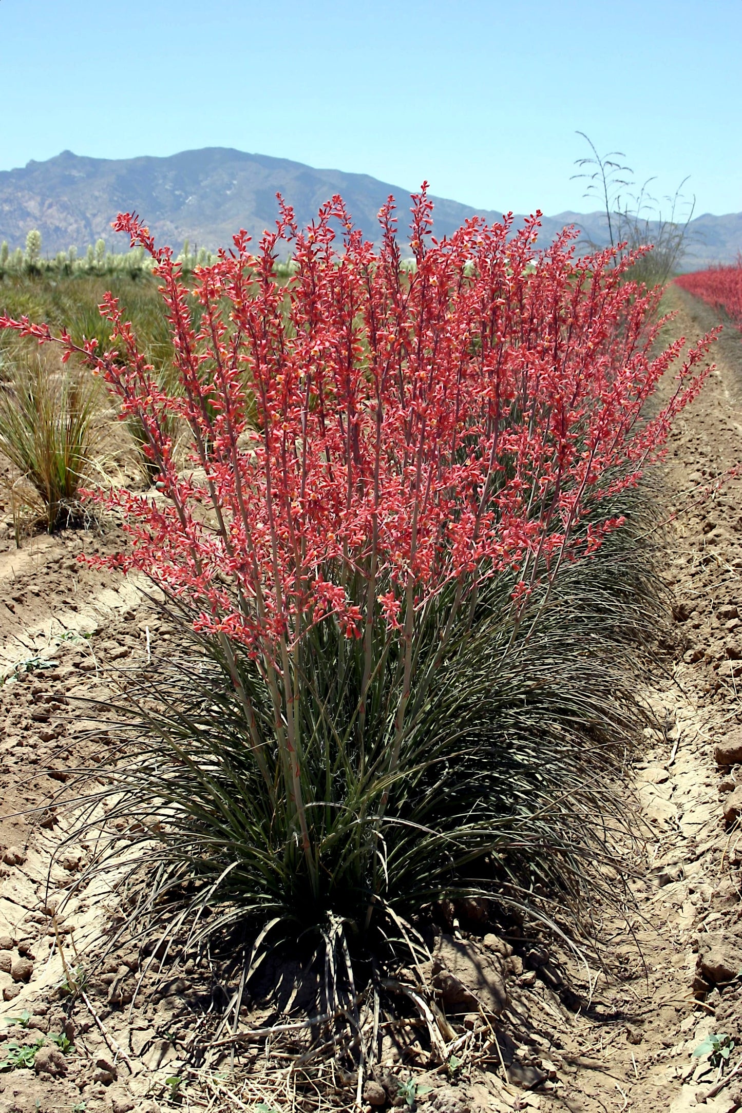 Red flowering Red Yucca plant in a field with mountains in the background