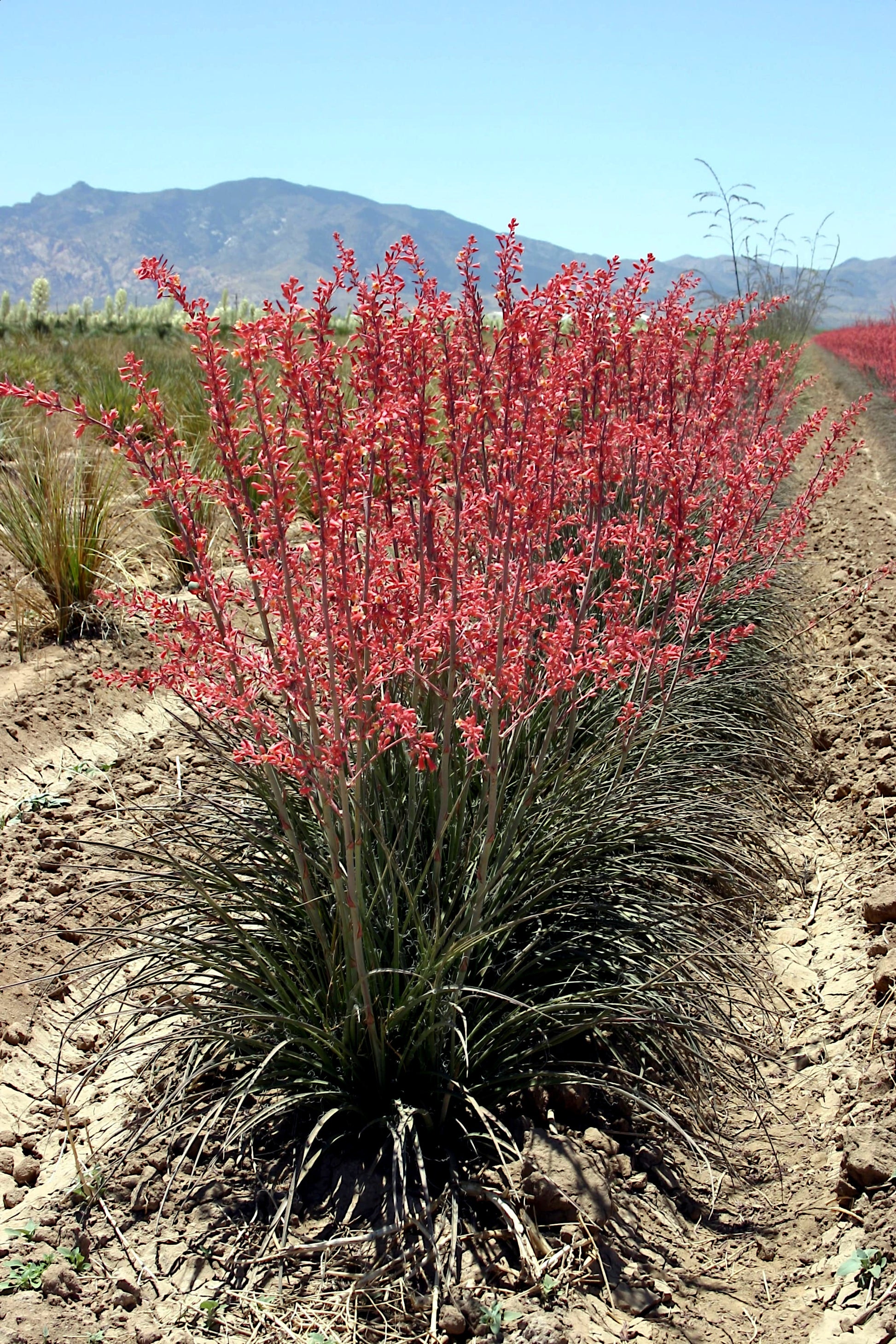 Red flowering Red Yucca plant in a field with mountains in the background
