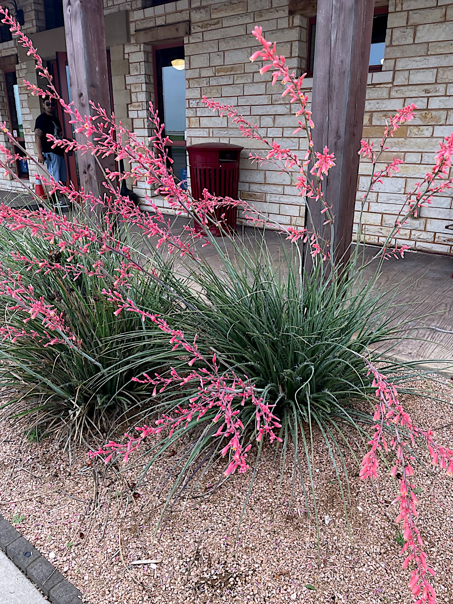 Pink flowering Red Yucca plant in front of a building with brick walls. (Hesperaloe parviflora)
