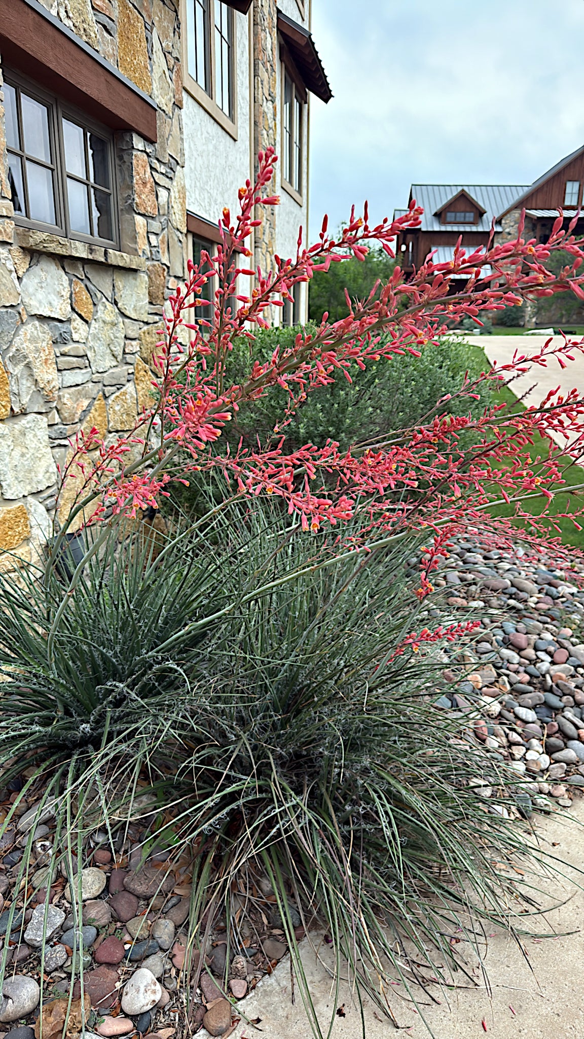 Red Yucca flowering plant in front of a stone building