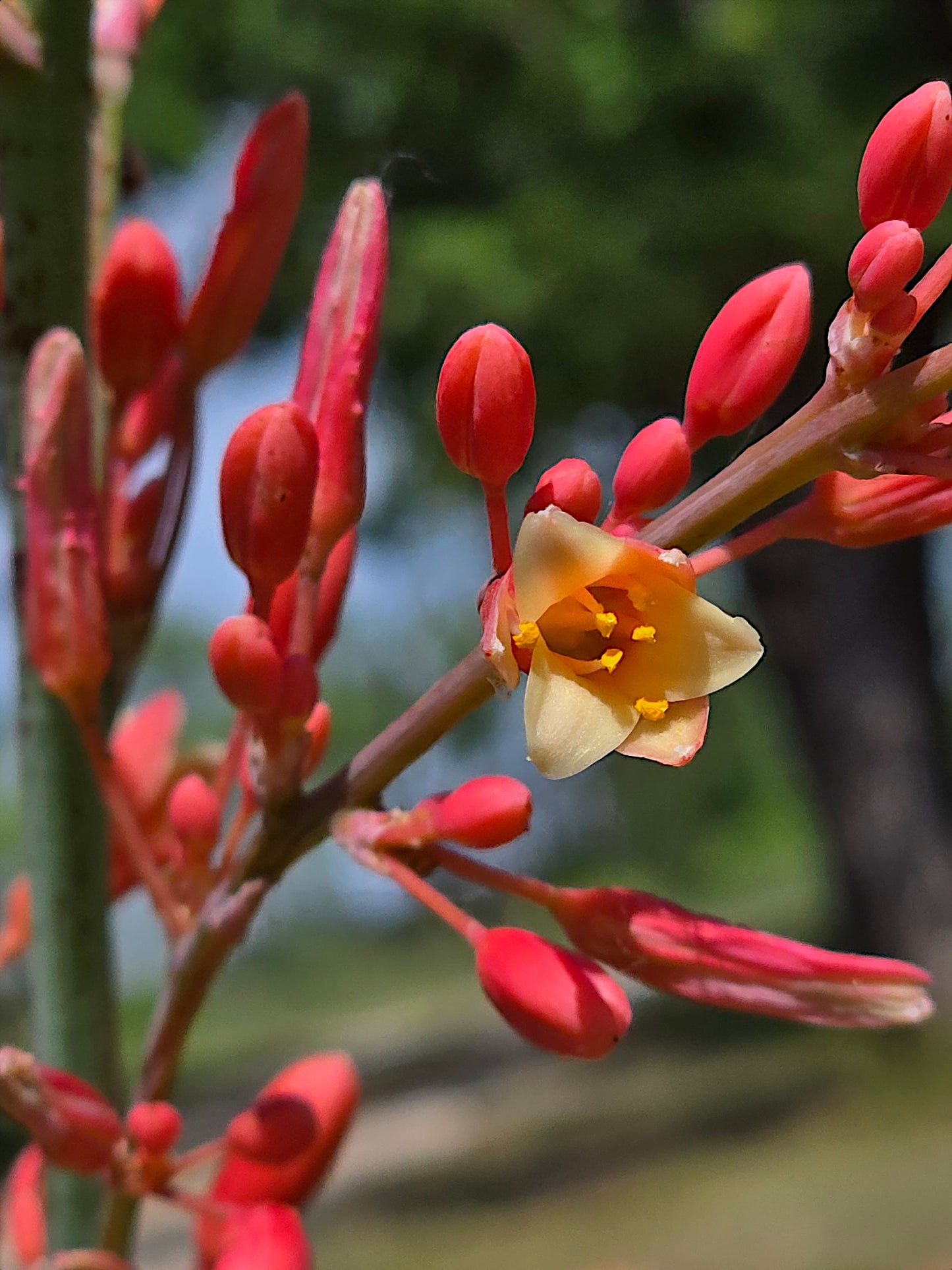 Close-up of a red yucca flower with a yellow center against a blurred natural background. (Hesperaloe parviflora)
