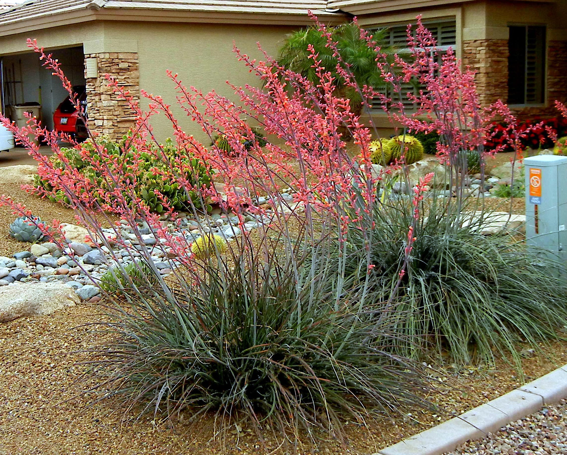 Drought-tolerant Red Yucca plants with pink flowers in a garden setting. (Hesperaloe parviflora)