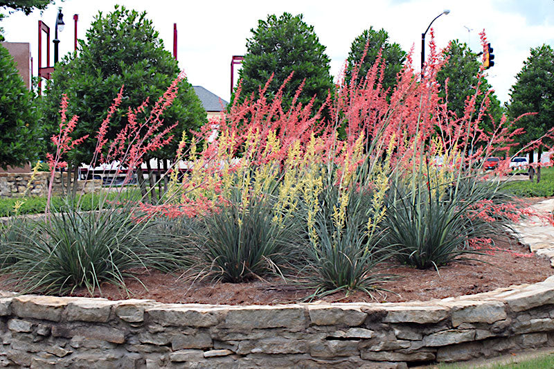 Garden with flowering Red Yucca plants and a stone retaining wall. (Hesperaloe parviflora)