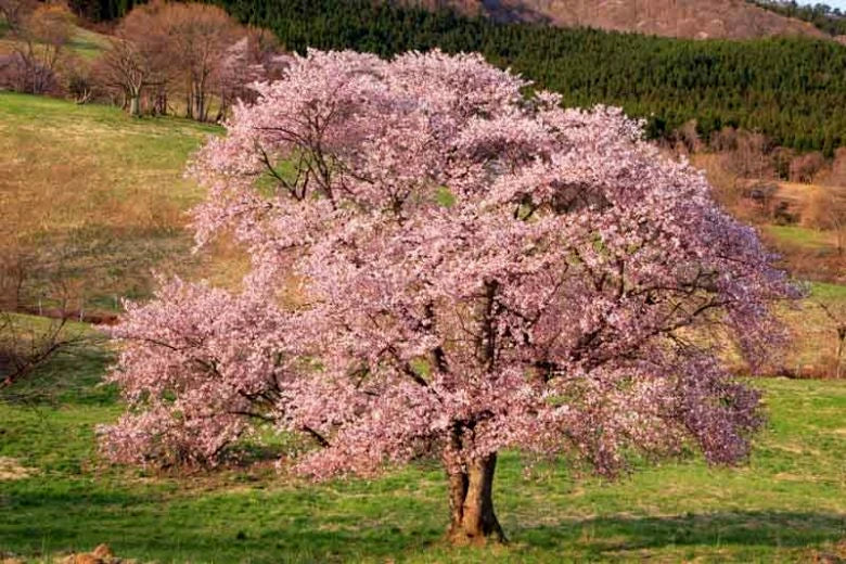 Japanese Sakura cherry tree with pink flower blossoms in field with woods in background. (Prunus sargentii)