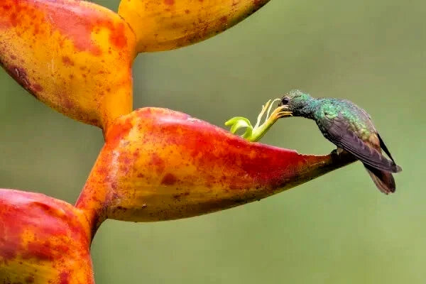Hummingbird feeding on a red and yellow Splash Heliconia flower with a blurred green background