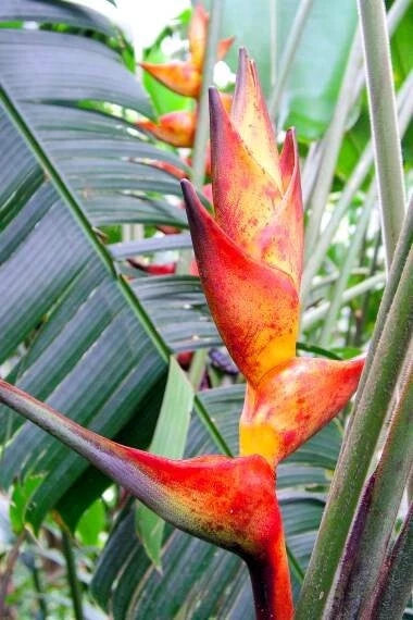 Close-up of a vibrant red and yellow Splash Heliconia flower with green leaves in the background.