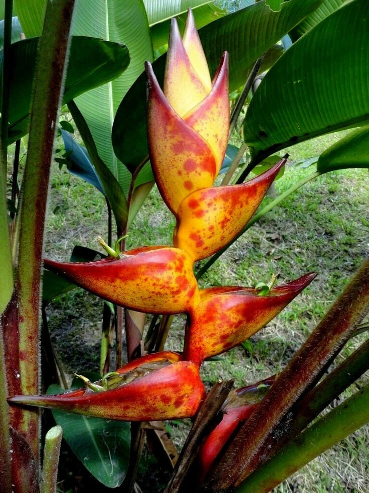 Splash Heliconia flower with vibrant red and orange colors against a natural background. (Heliconia champneiana)