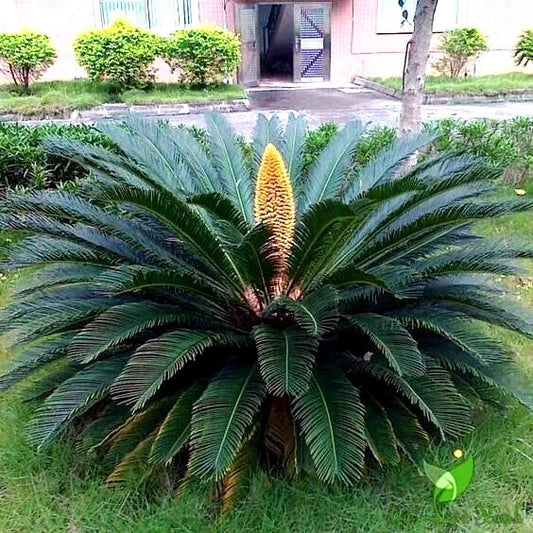 Large green Sago palm tree (Cycas revoluta) with a yellow flower in a garden setting